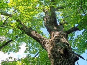 oak tree of rigidity