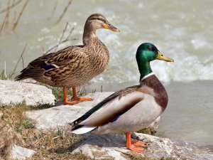ducks distinctions