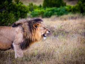 roaring lion enemy