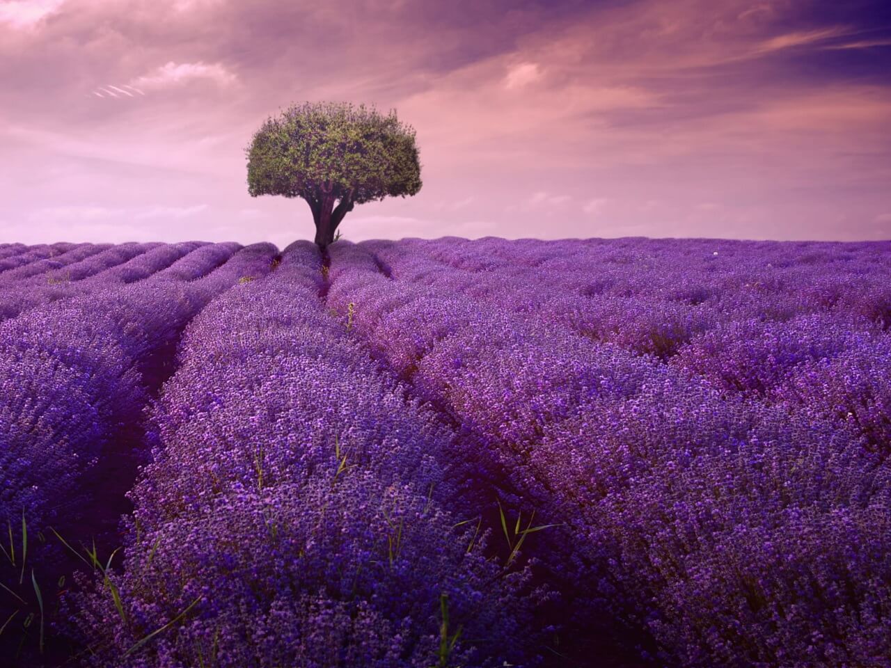 purple field lent